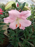 [5671 VZ W09 0698-01 No02.JPG]